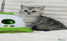 British Shorthair cats for sale: GCCF British short hair kittens for loving homes  - Image 5