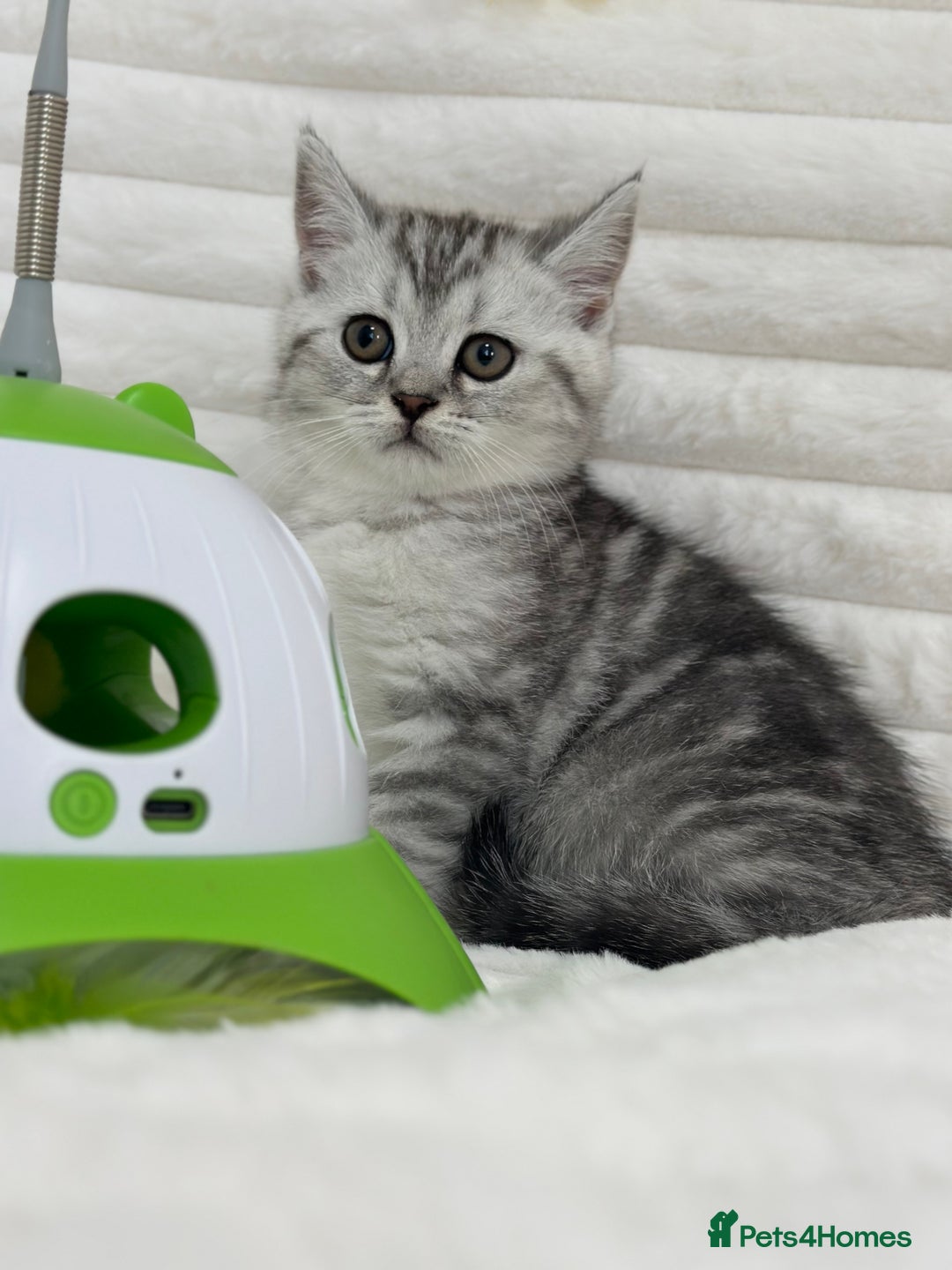British Shorthair cats for sale: GCCF British short hair kittens for loving homes  - Image 5
