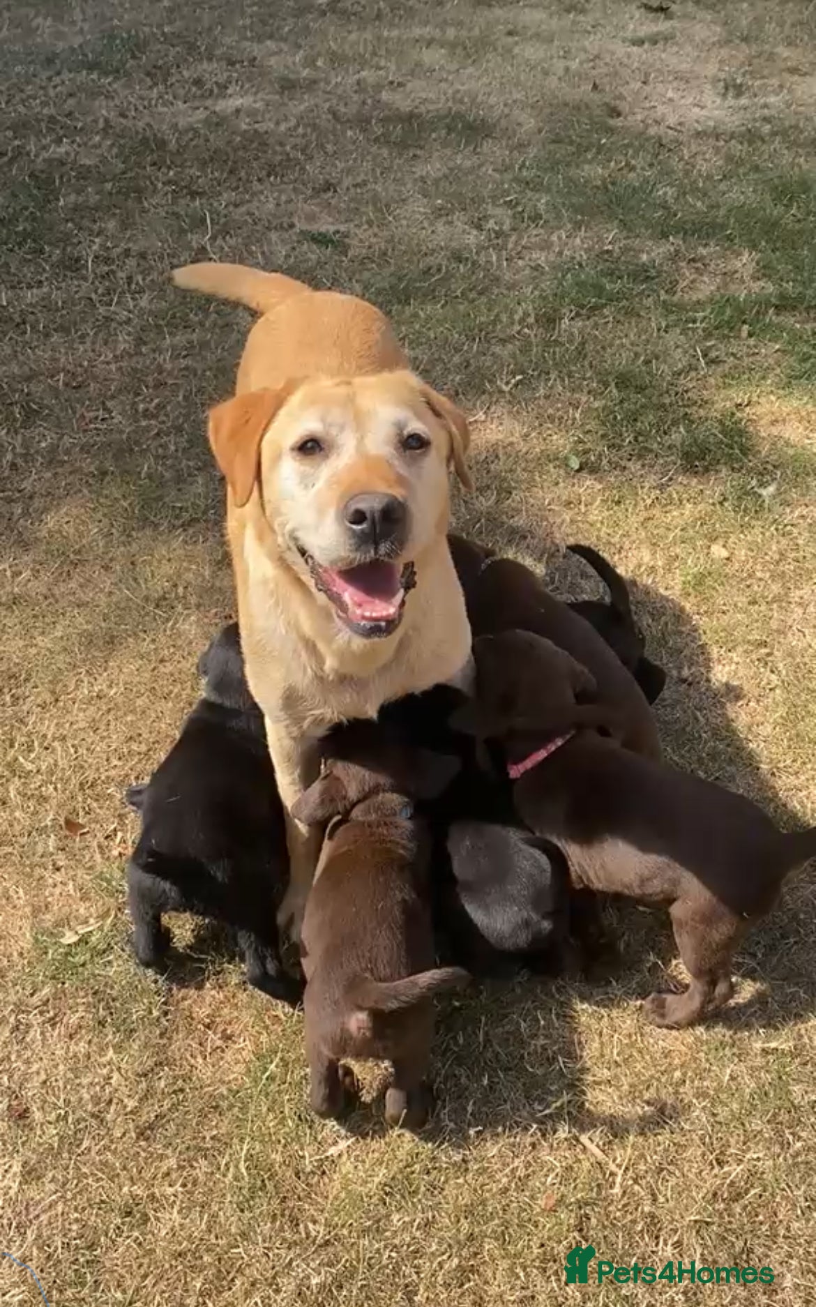 Labrador Retriever dogs Beautiful Chunky Labrador Puppies  - Advert 2