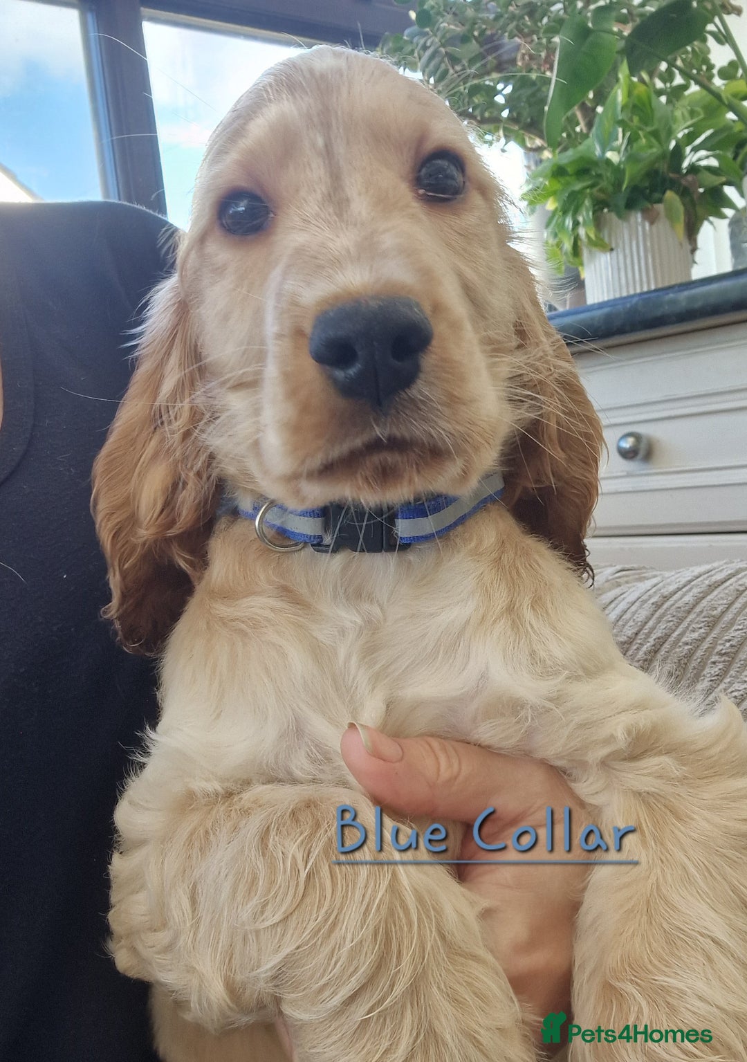 Cocker Spaniel dogs for sale: Pedigree English Show Cocker Spaniel Puppies - Image 2