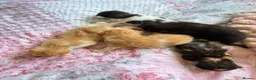 Mixed Breed cats for sale: 5 beautiful kittens  - Advert 12