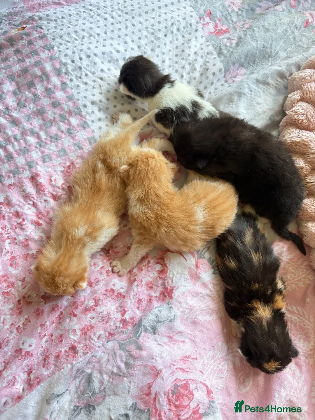 Mixed Breed cats for sale: 5 beautiful kittens  - Advert 12