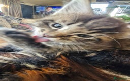Maine Coon cats for sale: Maincoon cross Ragdoll kittens  - Image 15