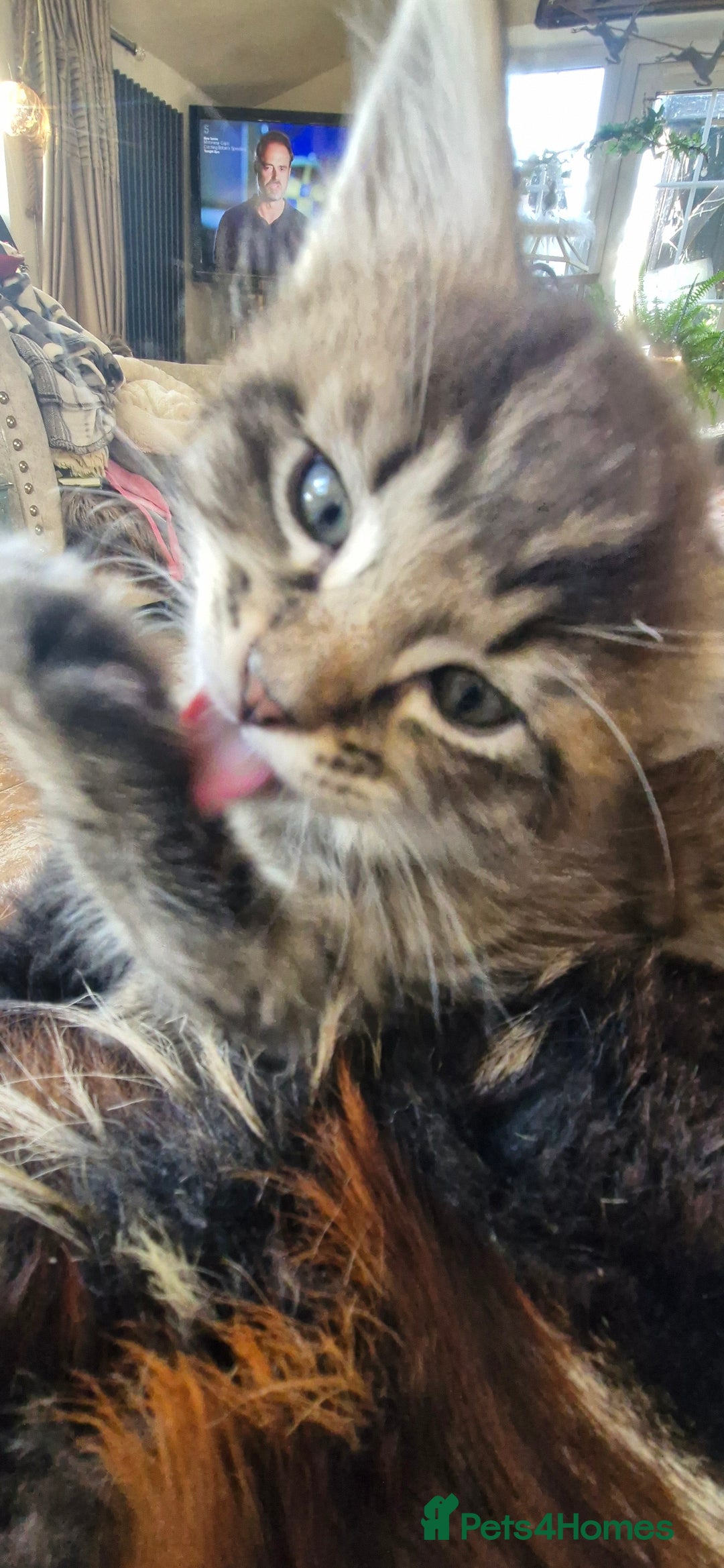 Maine Coon cats for sale: Maincoon cross Ragdoll kittens  - Image 15