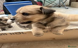 Pomsky dogs for sale: Adorable Blue Eyed 🐾 Long Eared Pomskies  - Image 18