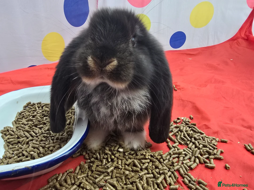French Lop rabbits for sale: Pedigree giant french lop - Advert 1
