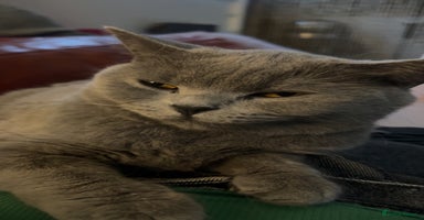 British Shorthair cats - Advert 11