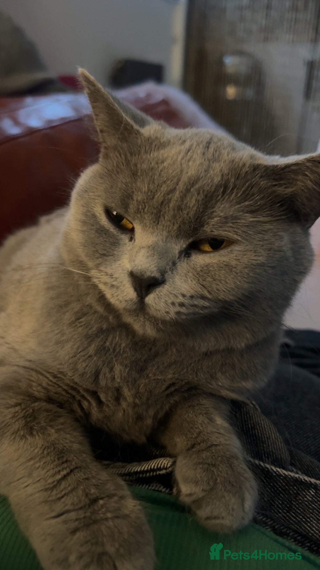 British Shorthair cats for sale: 5 year old British shorthair for sale - Image 3