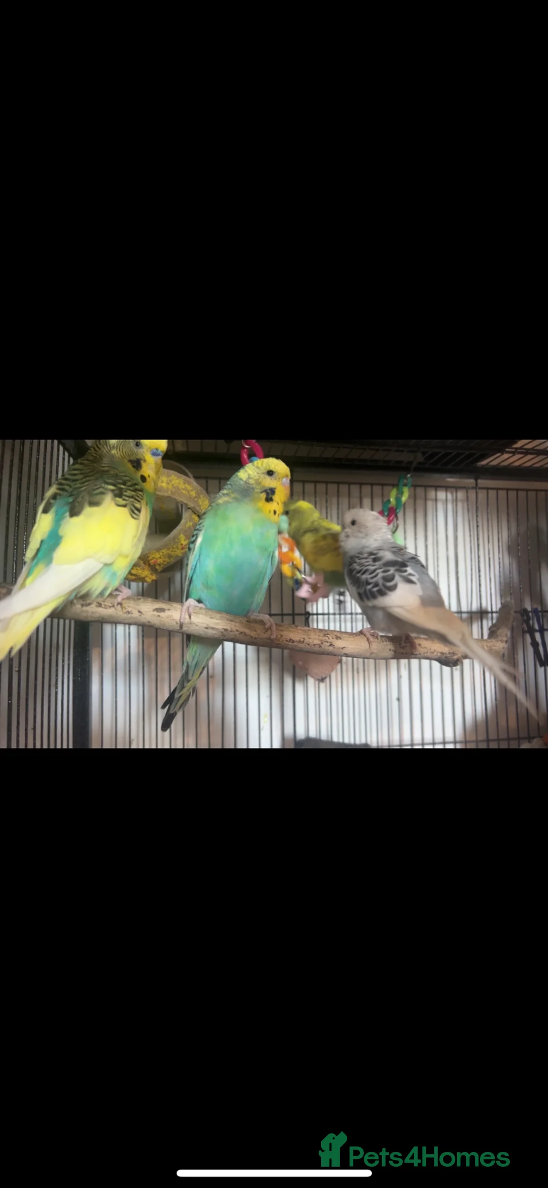 Budgerigars birds for sale: Budgies - Advert 1