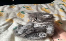 British Longhair cats for sale: British long hair kittens - Image 10