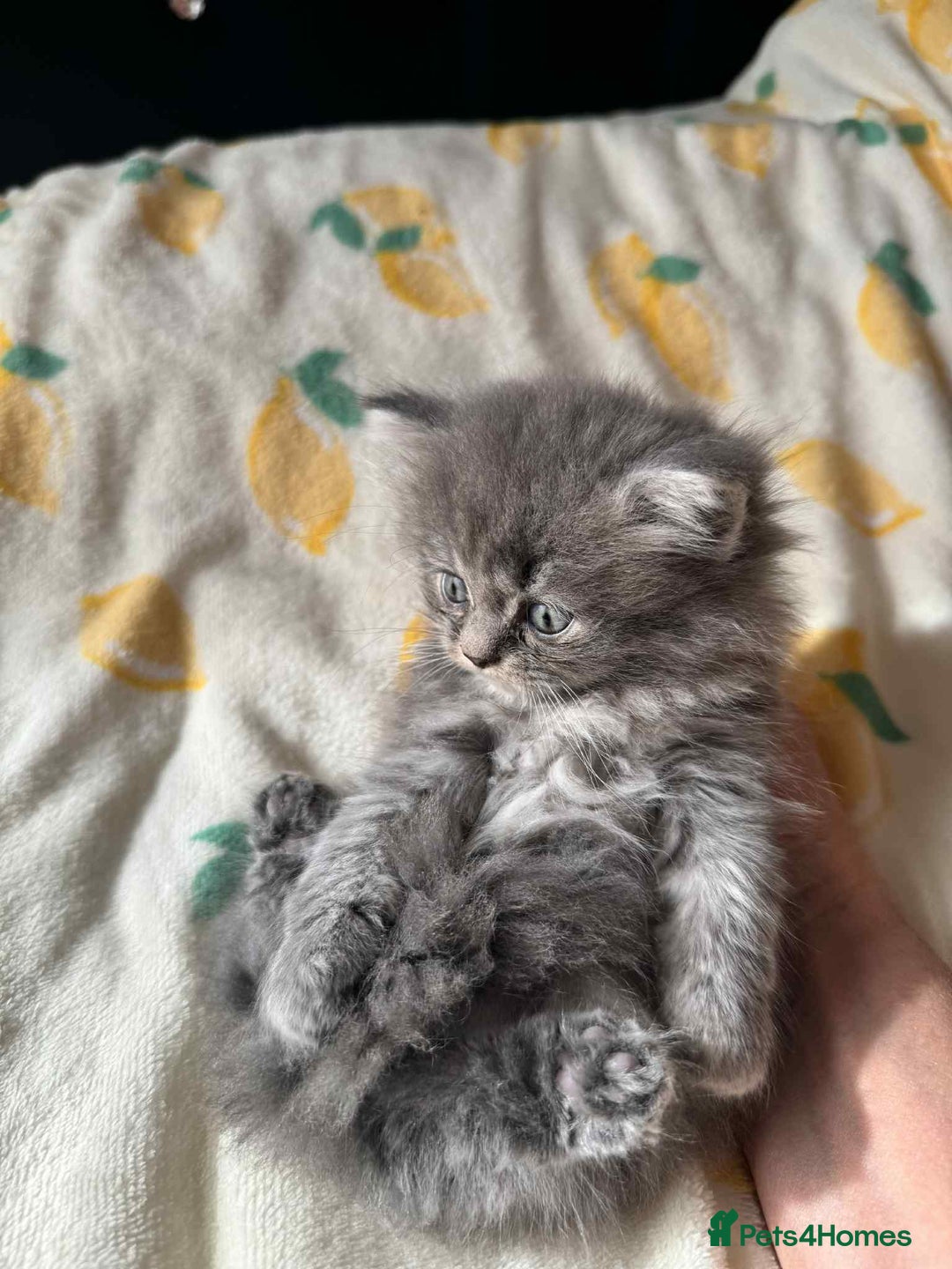 British Longhair cats for sale: British long hair kittens - Image 10
