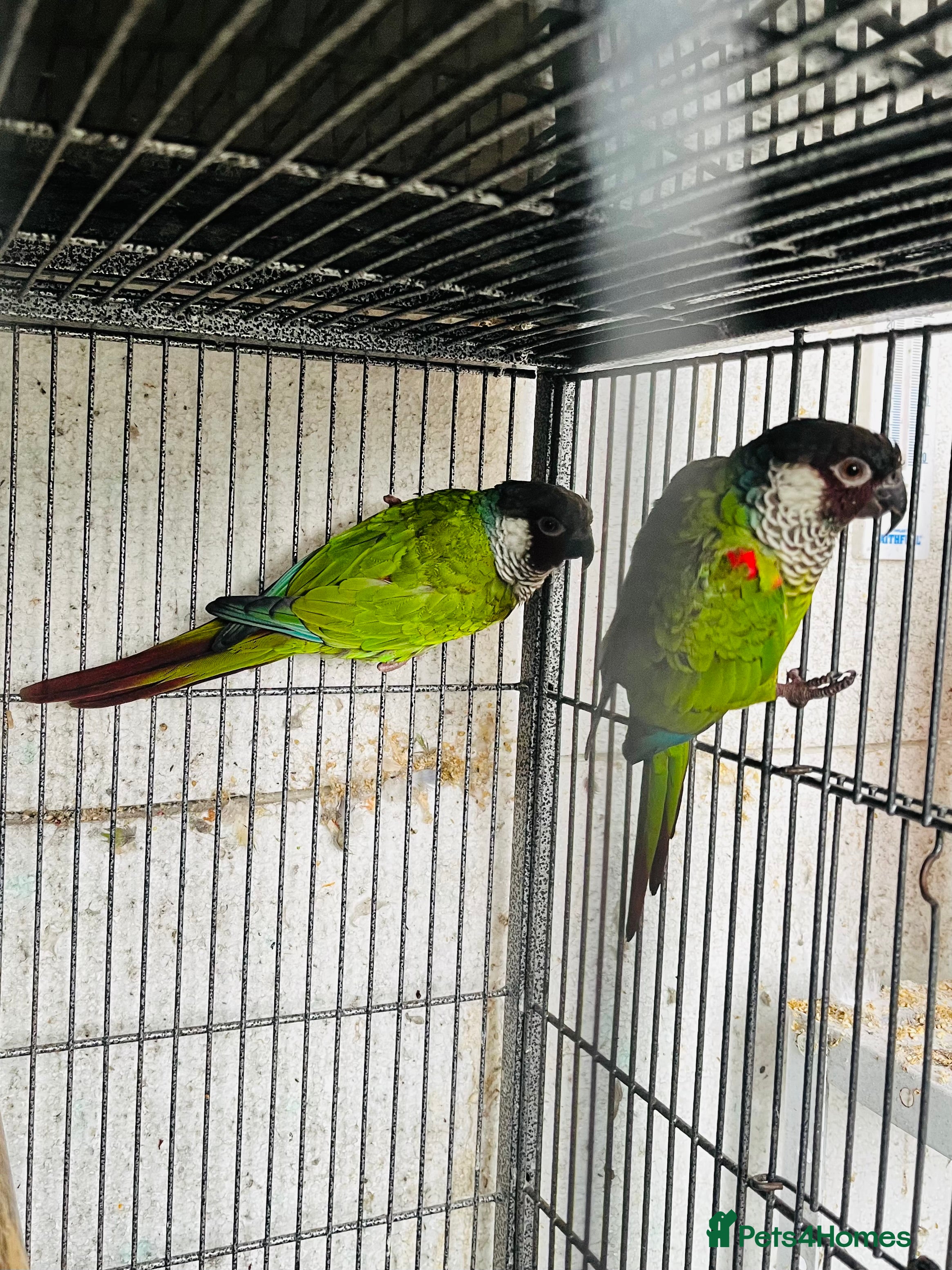 Conures birds Proven Breeding Pair of White-Eared conures  - Advert 2