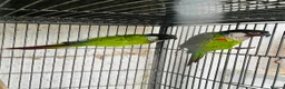 Conures birds for sale: Proven Breeding Pair of White-Eared conures  - Advert 1