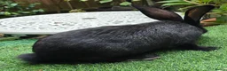 Continental Giant rabbits for sale: PURE BRED Continental Giant Baby Bucks  VACCINATED - Advert 6