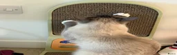Ragdoll cats for sale: Loving Ragdoll Boy Looking For A Furrever Home - Advert 10