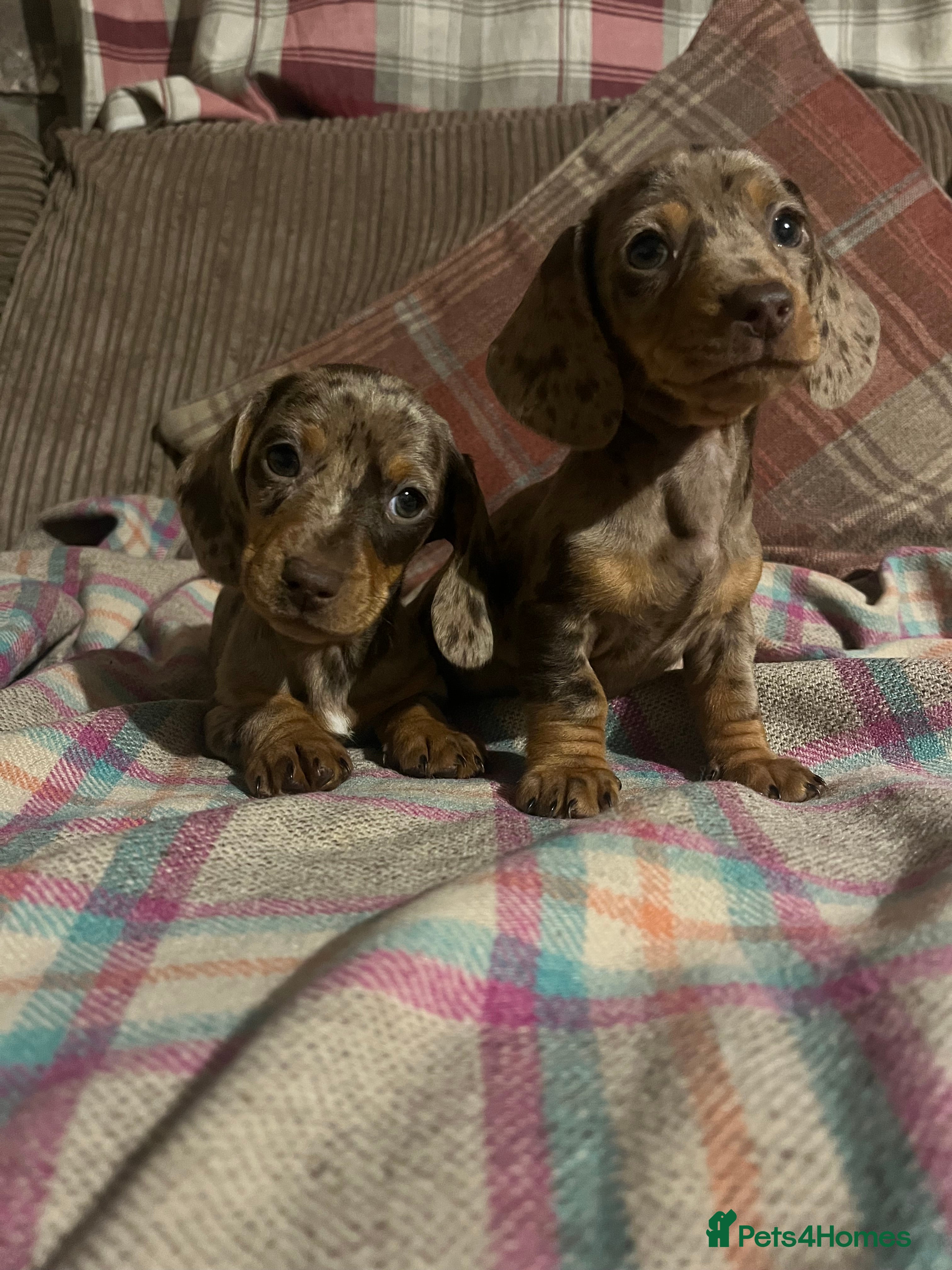 Miniature Dachshund dogs Ready now 🐶 - Advert 13