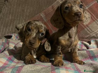 Miniature Dachshund dogs Ready now 🐶 - Advert 13