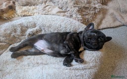 French Bulldog dogs for sale: French bulldog  - Image 3