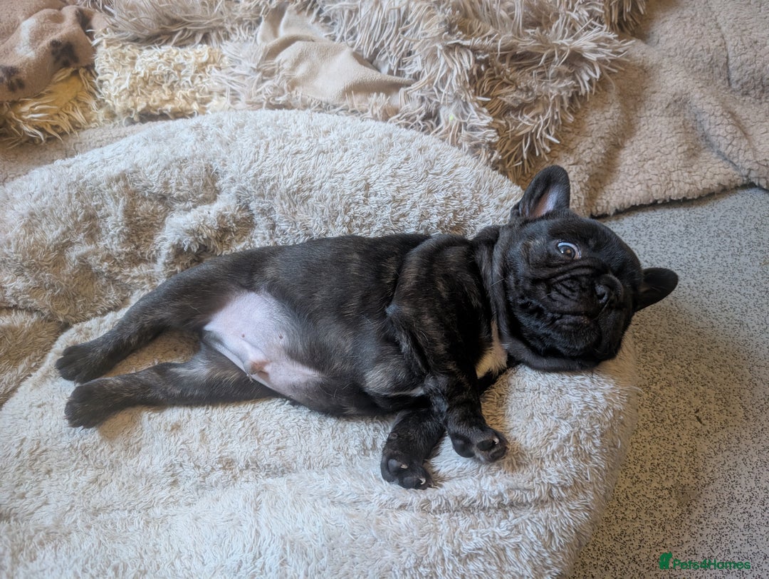 French Bulldog dogs for sale: French bulldog  - Image 3