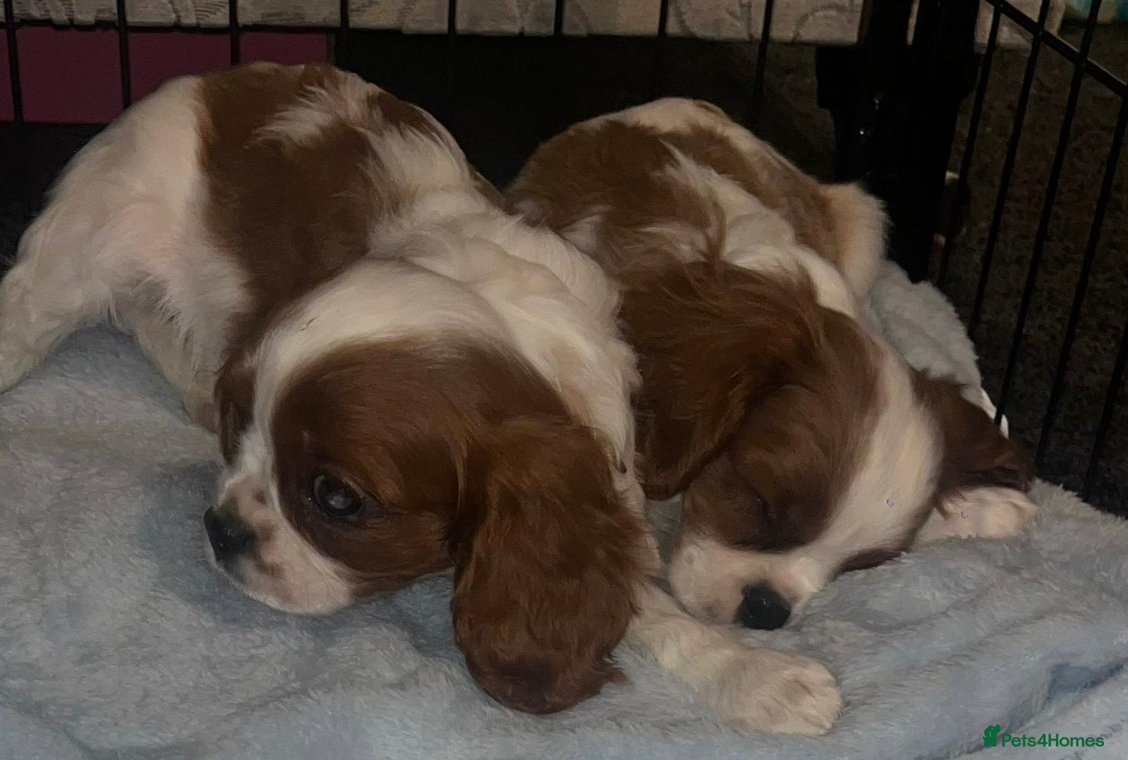 Cavalier King Charles Spaniel dogs ADORABLE HEALTH CLEAR CAVALIER KING CHARLES  - Advert 1