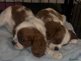Cavalier King Charles Spaniel dogs ADORABLE HEALTH CLEAR CAVALIER KING CHARLES - Advert 1