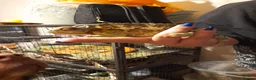 Chameleon reptiles for sale: Chameleon for sale  - Advert 4