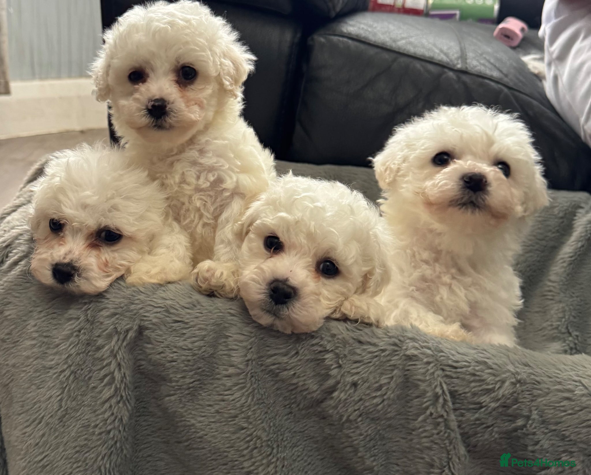 Bichon Frise dogs Pure Bichon Frise Puppies - Advert 17