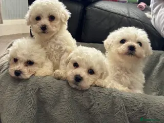 Bichon Frise dogs Pure Bichon Frise Puppies *1 BOY LEFT *READY NOW - Advert 2