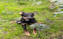 Mixed Breed dogs for adoption: 💙🐶 OLCHIK 🐶💙 - Image 7