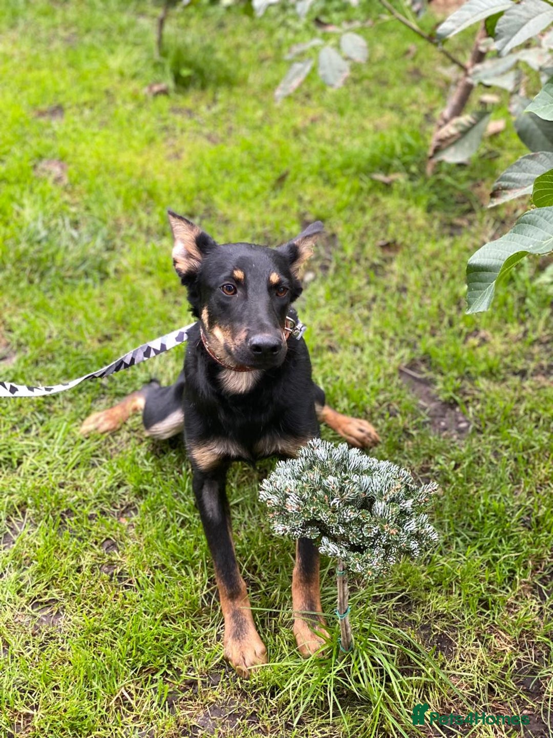 Mixed Breed dogs for adoption: 💙🐶 OLCHIK 🐶💙 - Image 7