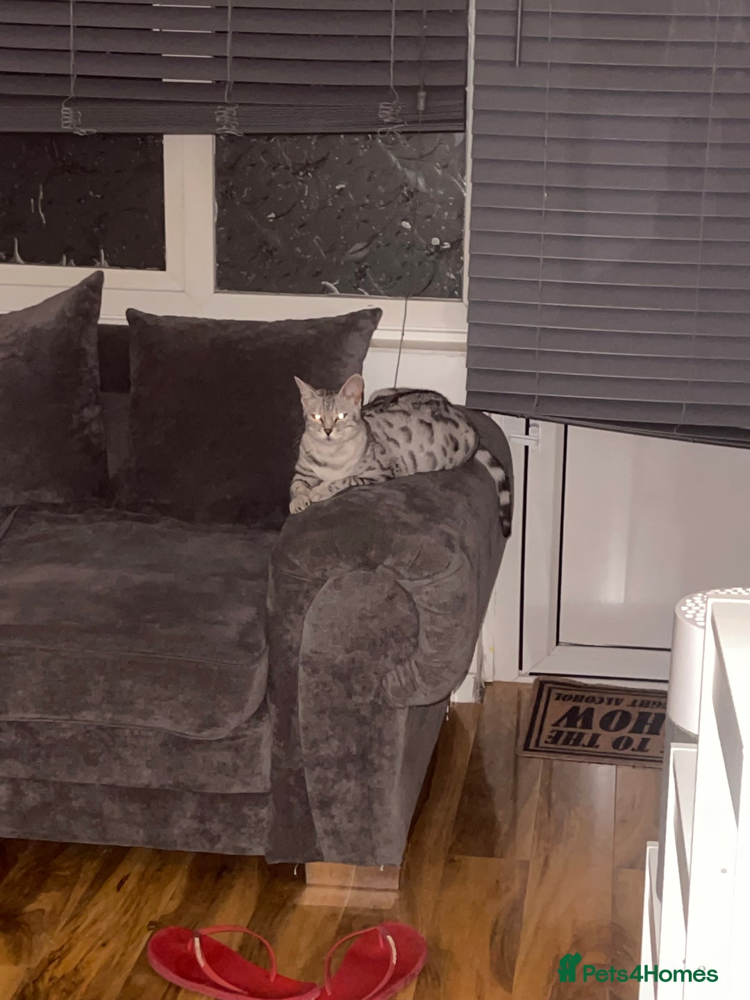 Bengal cats for sale: Silver charcoal bengals pets/queens/studs - Image 16