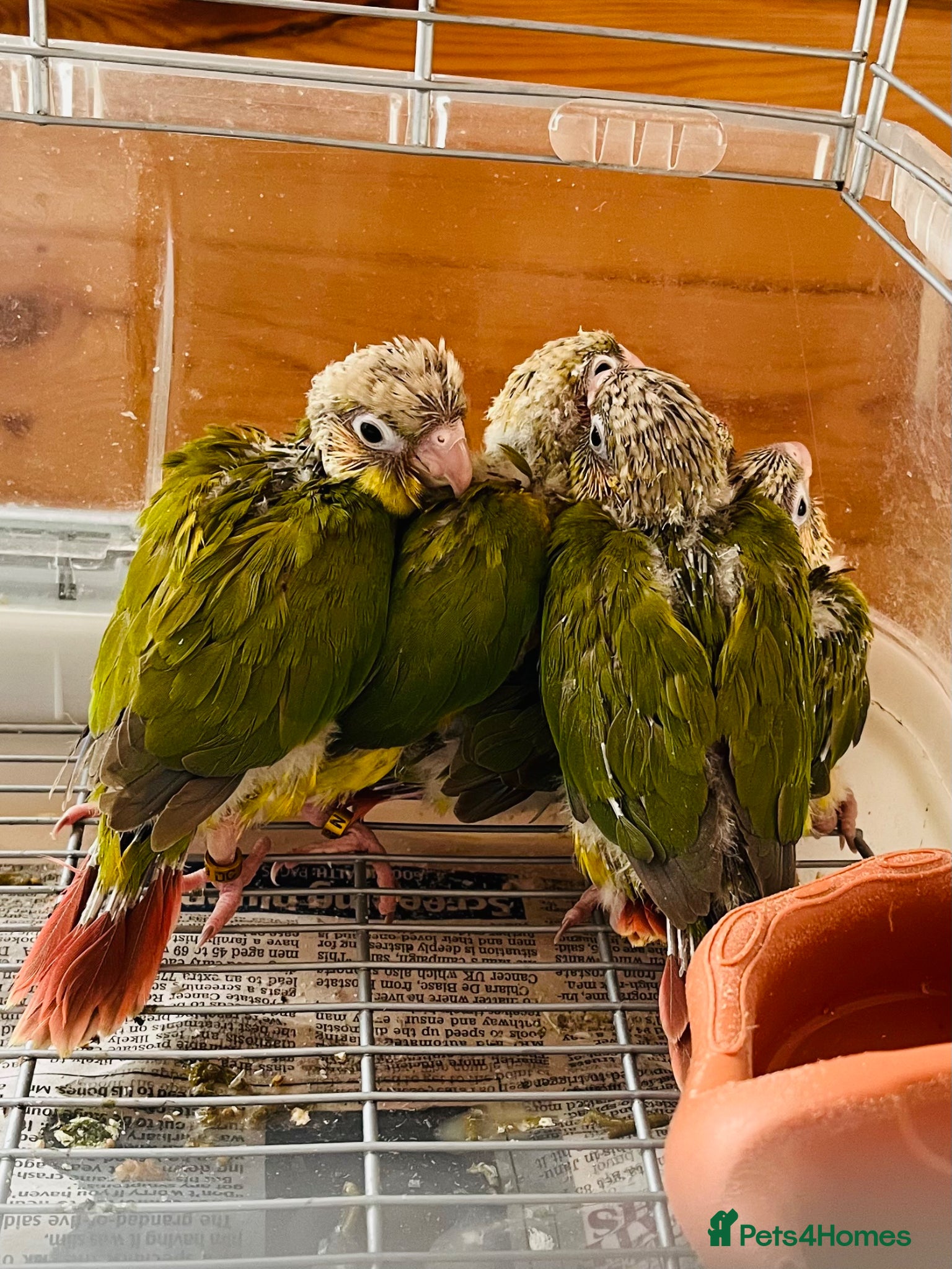 Conures birds Silly Tame ‘Hand-Reared’ Pineapple Conure Chicks  - Advert 2