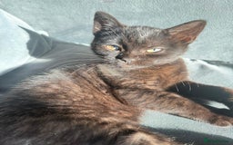 British Longhair cats for sale: Ready To Go This Weekend! 3 Sweet Little Kittens - Image 23