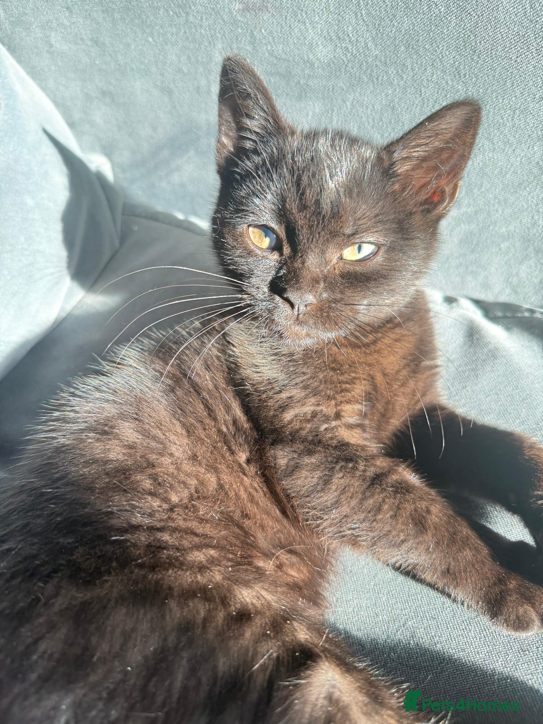 British Longhair cats for sale: Ready To Go This Weekend! 3 Sweet Little Kittens - Image 23