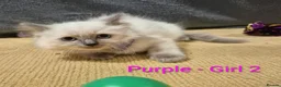 Ragdoll cats for sale: 😻 Ragdoll Kitten 😻 - Advert 3