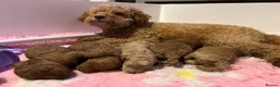 Cockapoo dogs for sale: 🐶 Adorable Cockapoos 🥰 in Kettering - Advert 16
