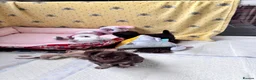 Chihuahua dogs for sale: chocolate tri long coat chihuahua puppies  - Advert 8