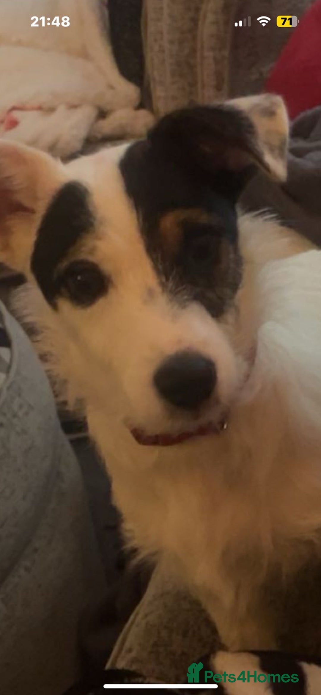 Jack Russell dogs for sale: Rosie - Advert 2