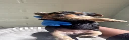 Yorkshire Terrier dogs for sale: Gorgeous Yorkshire terrier Puppies  - Advert 4