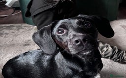 Mixed Breed dogs for sale: Jack Russell/cocker spaniel  - Image 2