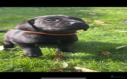 Labrador Retriever dogs for sale: 1 Black Labrador bitch left ready to go now  - Image 9