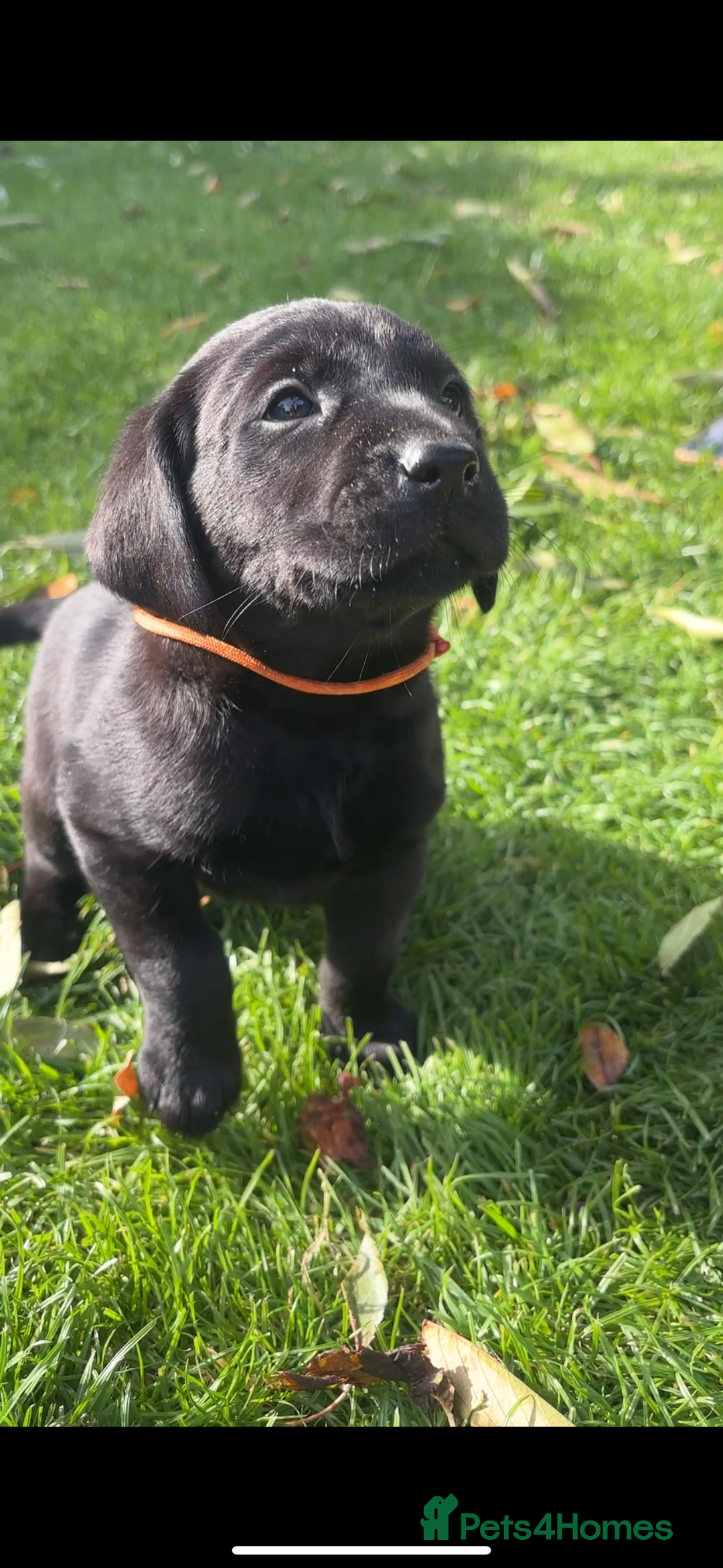 Labrador Retriever dogs for sale: 1 Black Labrador bitch left ready to go now  - Image 9