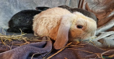 Mini Lop rabbits - Advert 8
