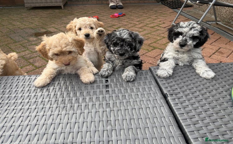 Cockapoo dogs - Advert 3