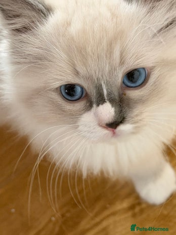 Ragdoll cats - Advert 4