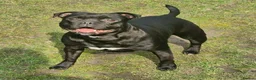 Staffordshire Bull Terrier dogs for sale: Kassius Staffordshire bull terrier pups for sale  in Middlesbrough - Advert 5