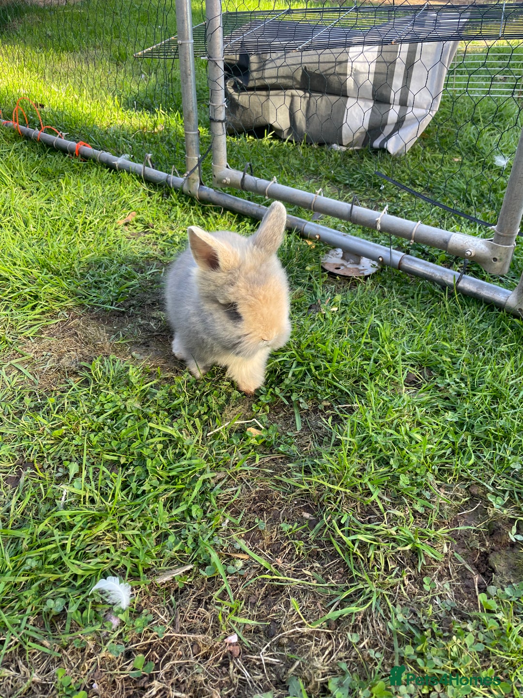 Lionhead rabbits for sale: Lion head  - Image 7