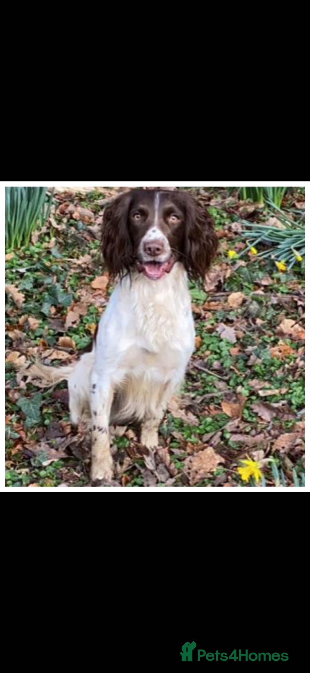 English Springer Spaniel dogs for stud: English springer spaniel  - Advert 2