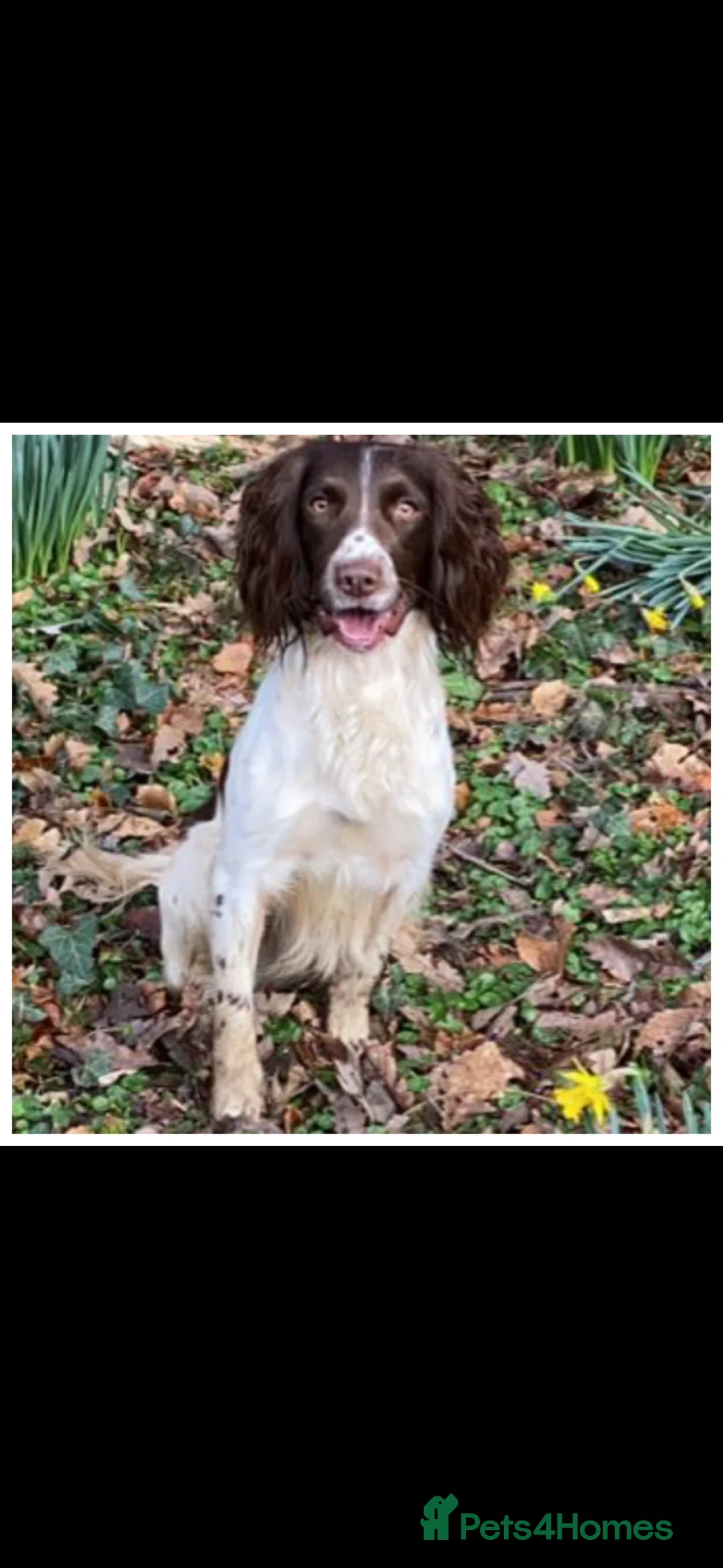 English Springer Spaniel dogs for stud: English springer spaniel  - Advert 2