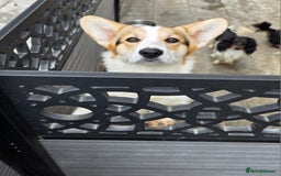 Welsh Corgi Pembroke dogs for stud: WPC Tri Colour Stud - Bulgarian IMP - Advert 6